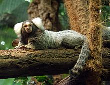 adi-marmoset-meymunu-callithrix-jacchus