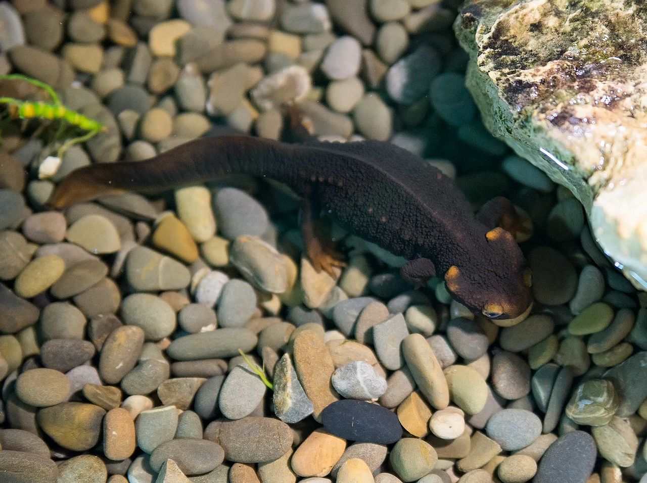 tylototriton-verrucosus-tritonu
