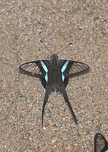 lamproptera-meges-kepeneyi