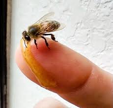 apifobiya