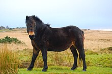 exmoor-poni-at-cinsi