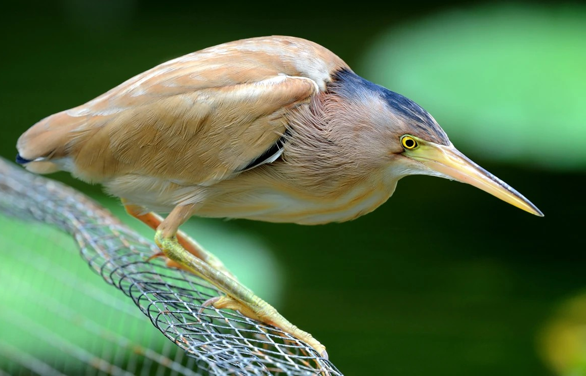 sari-bittern