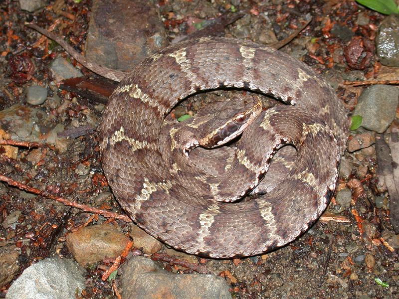 gloydius-blomhoffii-ilani