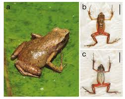arthroleptis-schubotzi-qurbagasi