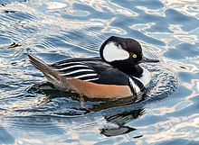 hooded-merganser-ordeyi