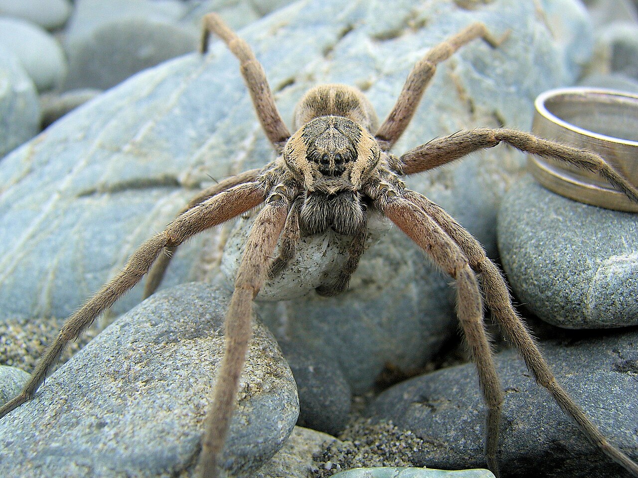 dolomedes-aquaticus-horumceyi