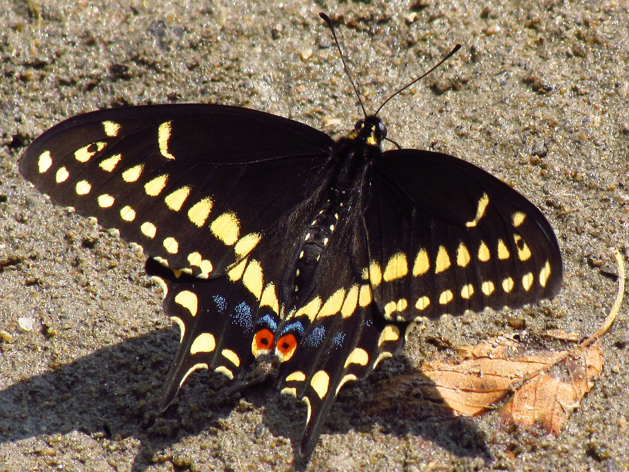 qara-qivrim-kepeneyi-papilio-polyxenes