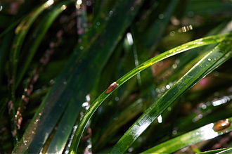 phyllospadix