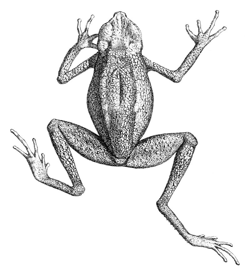 austrochaperina-kosarek-qurbagasi