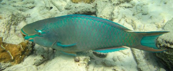 queen-parrotfish
