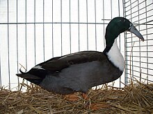 hook-bill-ordeyi