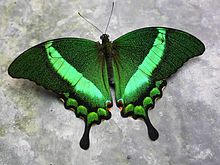 papilio-palinurus-kepeneyi