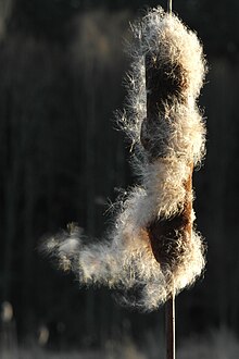 typha