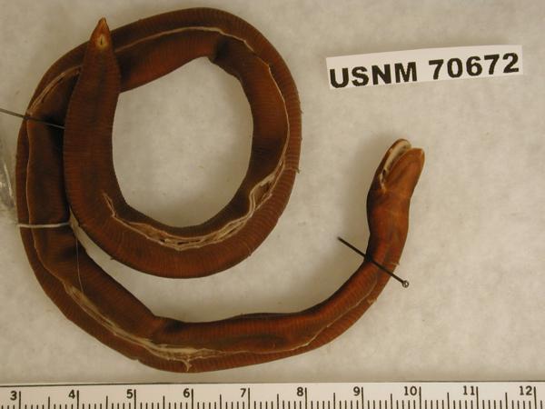 ichthyophis-sumatranus