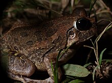 hindistan-qazici-qurbagasi-sphaerotheca-breviceps