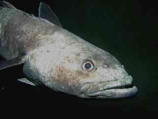 nototheniidae-baligi