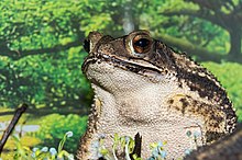 sarcohyla-cembra-qurbagasi