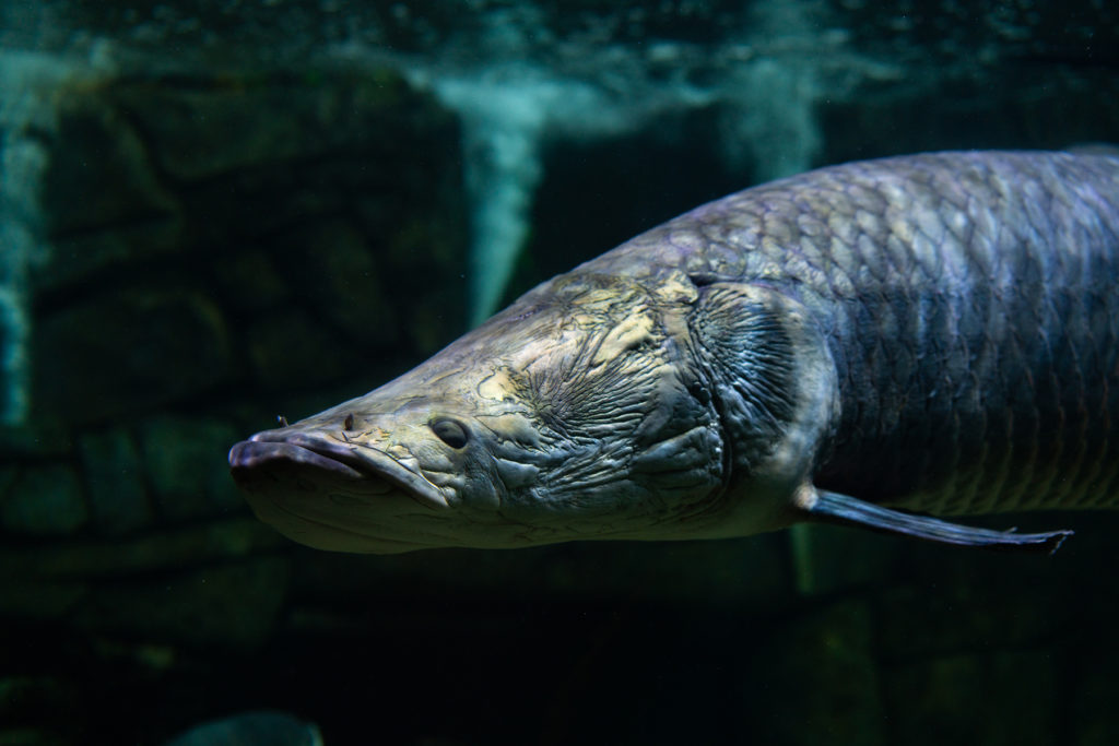arapaima-baligi