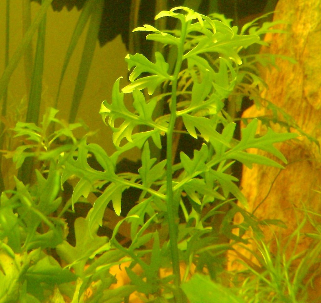 ceratopteris-bitki