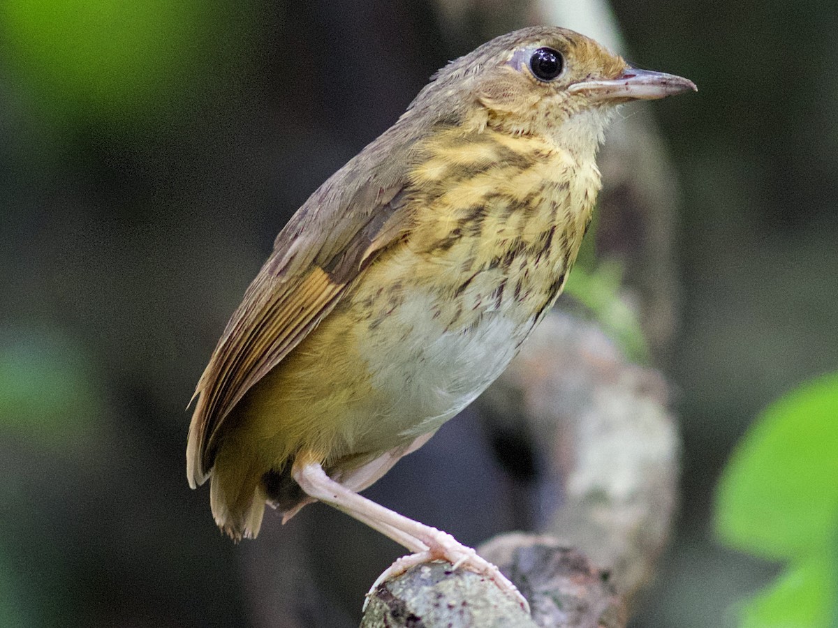 amazon-antpittasi