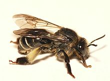 melittidae-arisi