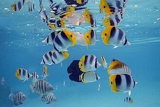 butterflyfish
