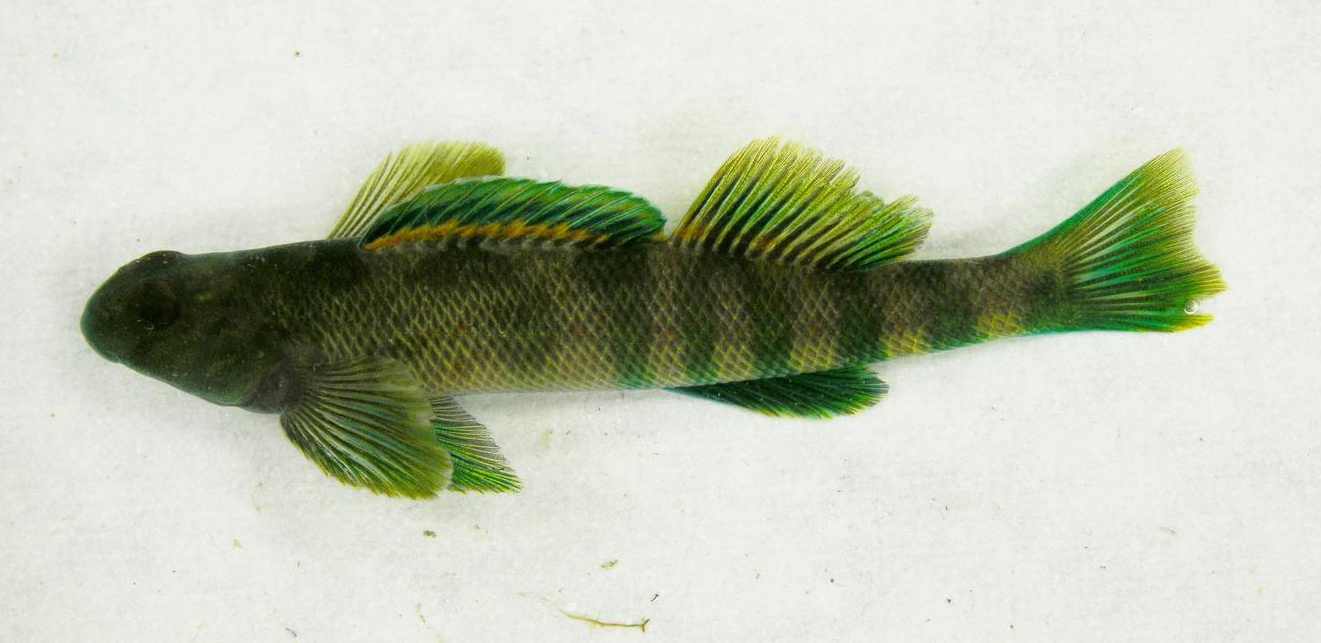 etheostomatinae-baligi