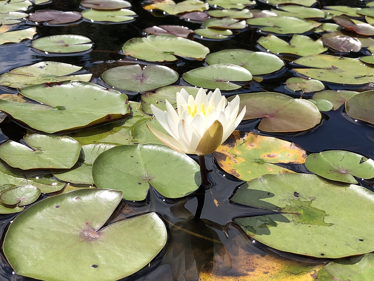 nymphaea-odorata
