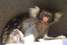 santarem-marmoseti