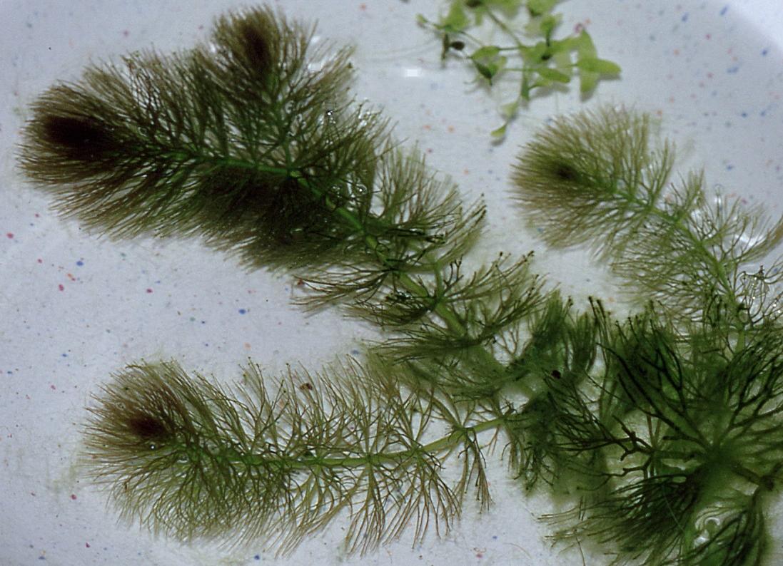 ceratophyllaceae
