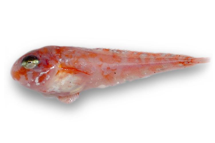 deniz-ilan-baliqlari