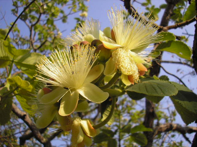 caryocar-brasiliense-meyvesi