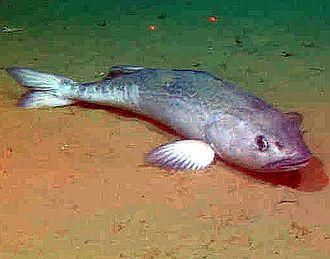 anoplopomatidae