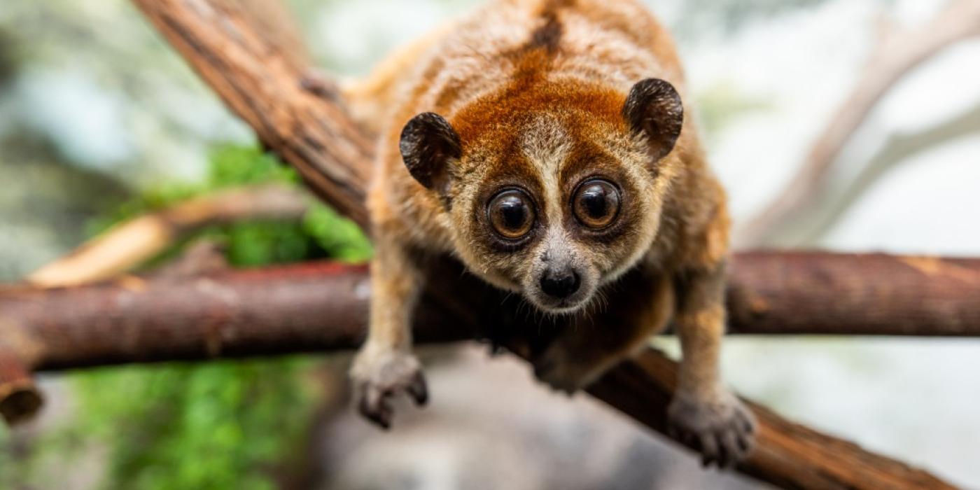 loris