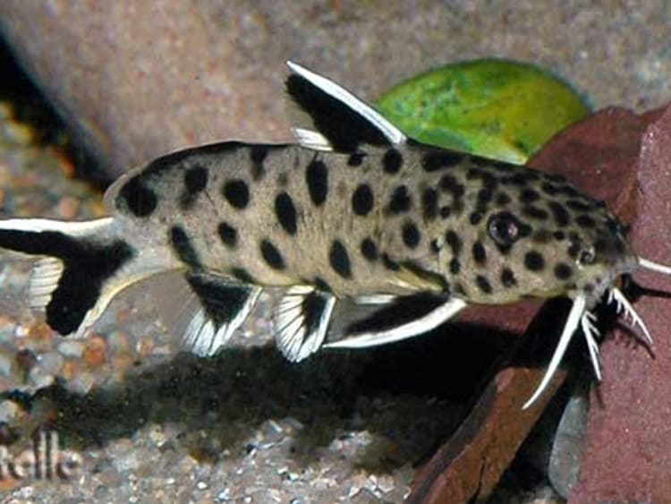 synodontis-baliqlari