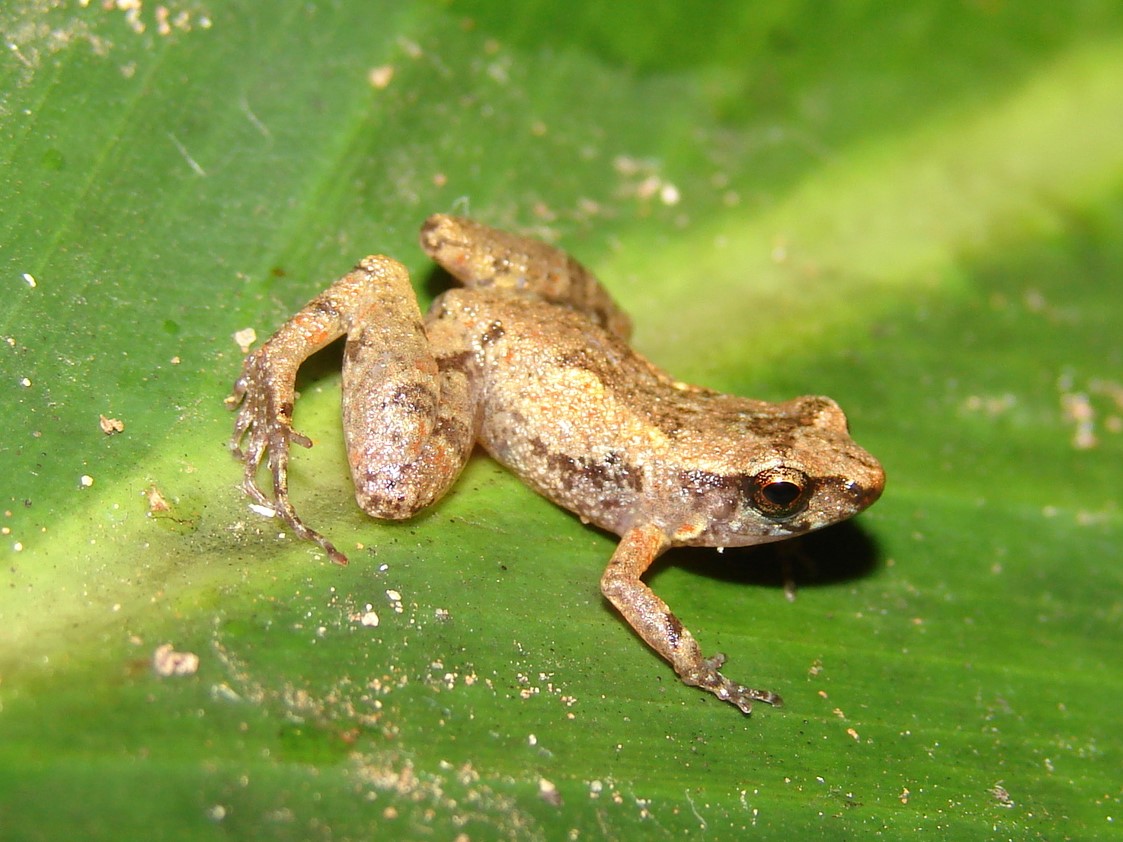 adelophryne-baturitensis-qurbagasi