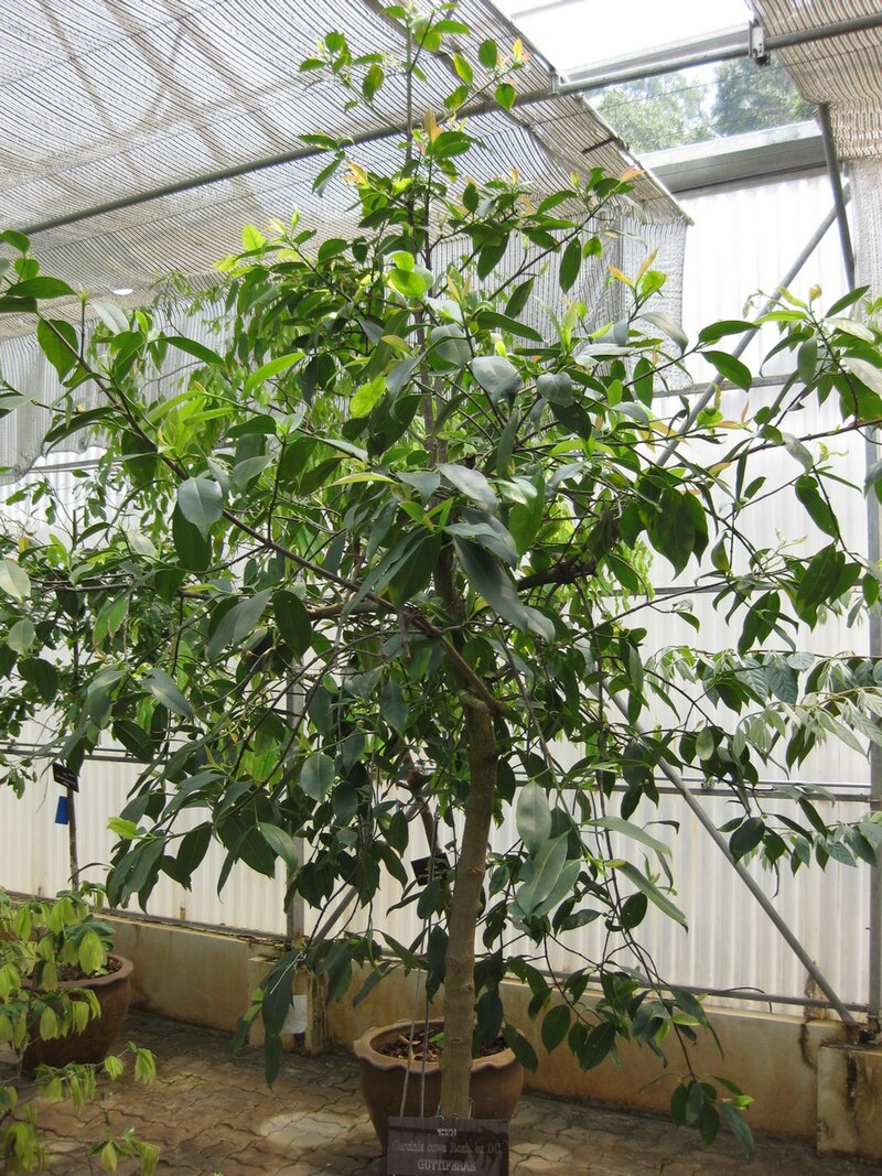 garcinia-cowa-bitkisi
