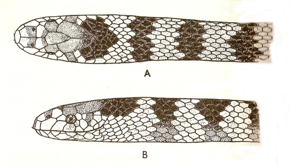 hidrofis-sianosinctus-ilanlari