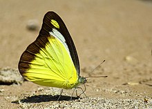 appias-lyncida-kepeneyi