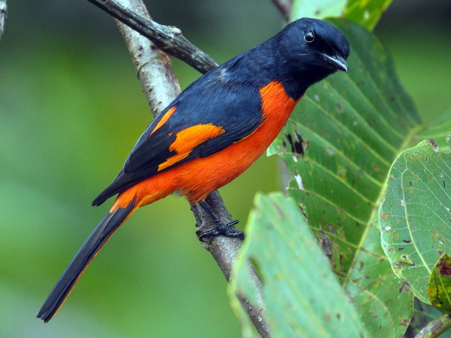 alovlu-minivet
