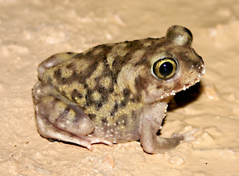 kauc-qazayagi-qurbagasi
