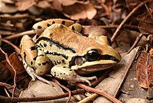 leptodactylus-mystacinus-qurbagasi