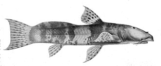 astroblepus