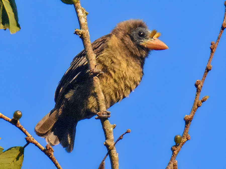tuklu-burunlu-barbet