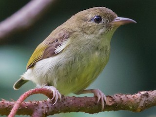 agqarin-cicekqapan