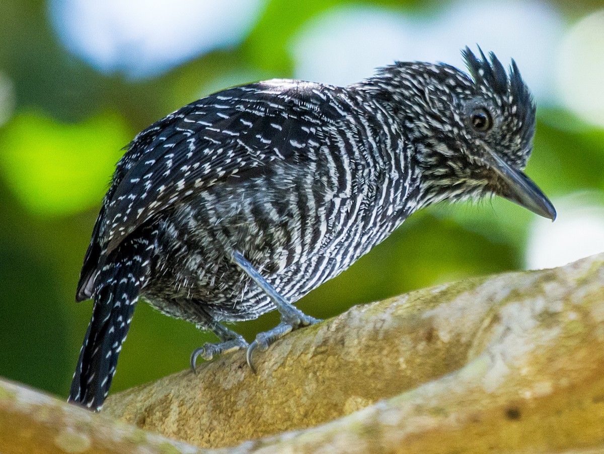 zolaqli-antshrike-qus-novu