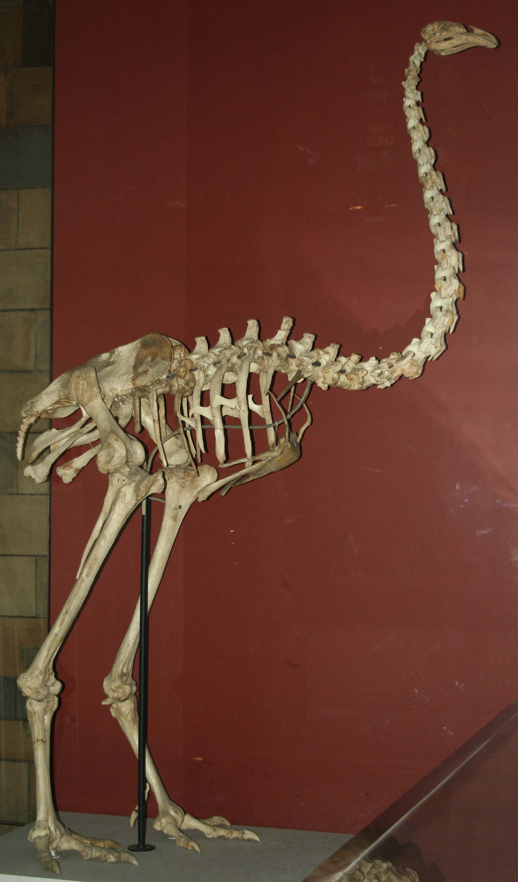 simal-adasi-neheng-moasi