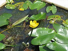 nuphar-japonica