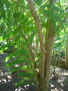 averrhoa-bilimbi-agaci