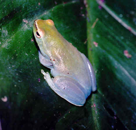 sphaenorhynchus-lacteus-qurbagasi